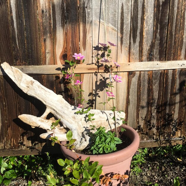 Photo close-up of potted plant