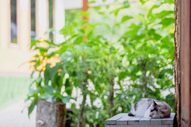 Photo close-up of potted plant