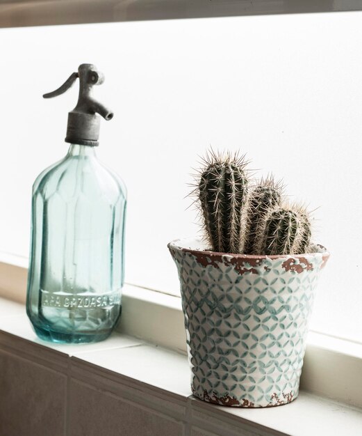 Photo close-up of potted plant