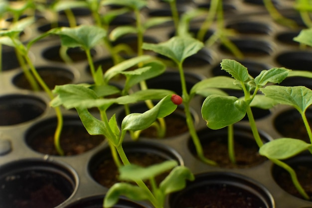 Close-up of potted plant