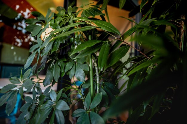 Photo close-up of potted plant