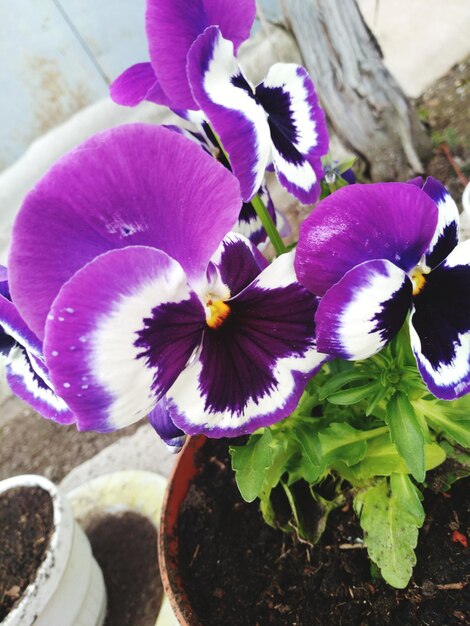 Close-up of potted plant