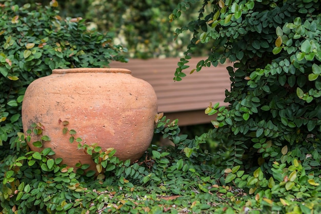 鉢の植物のクローズアップ