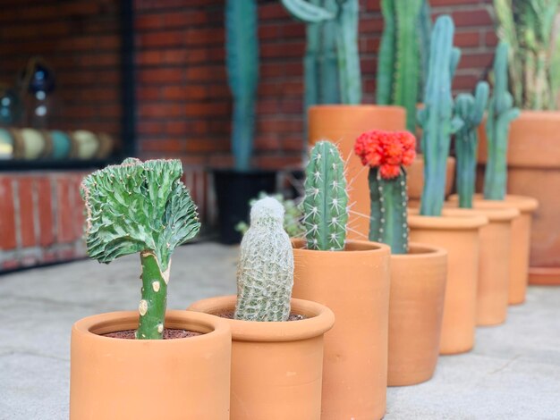 Photo close-up of potted plant