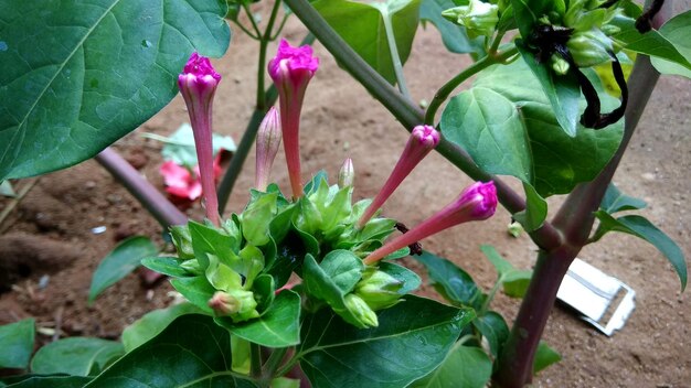 Close-up of potted plant