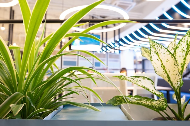 Photo close-up of potted plant