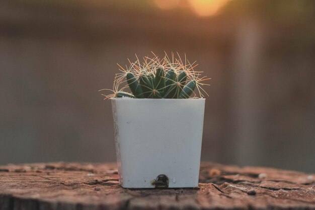 Foto prossimo piano di una pianta in vaso