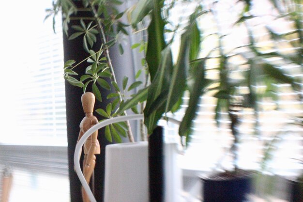 Photo close-up of potted plant