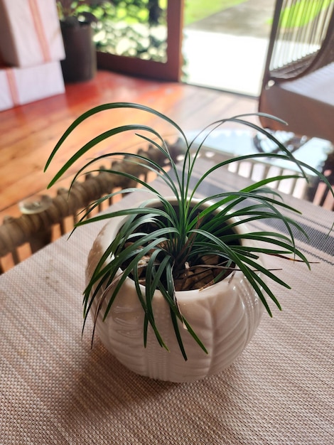 鉢の植物のクローズアップ