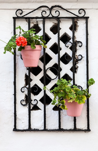 Photo close-up of potted plant