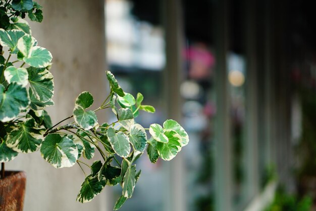 Photo close-up of potted plant