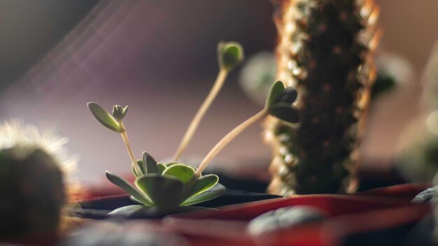 Foto prossimo piano di una pianta in vaso