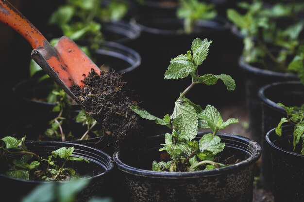 Photo close-up of potted plant