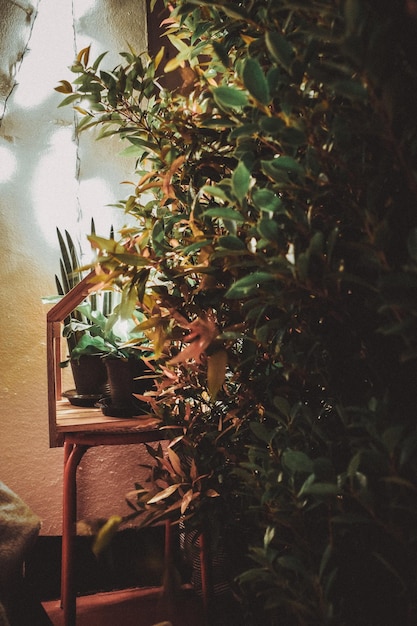 Photo close-up of potted plant