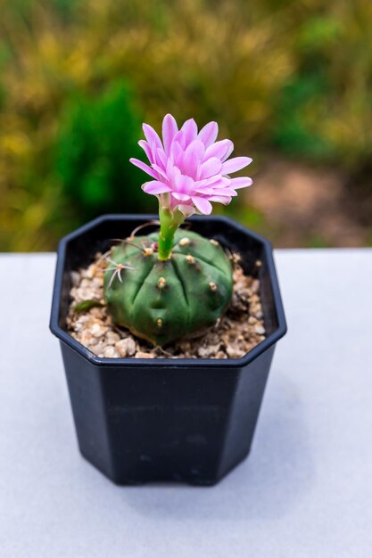 Foto prossimo piano di una pianta in vaso