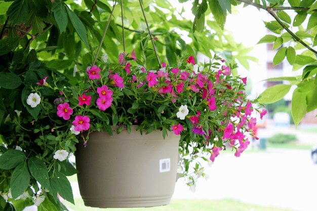 Close-up of potted plant