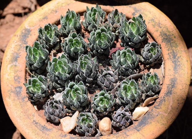 Foto prossimo piano di una pianta in vaso