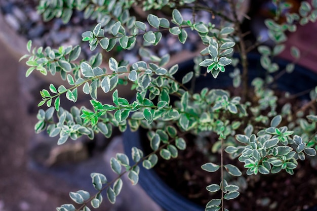 鉢の植物のクローズアップ