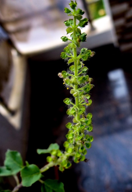 Photo close-up of potted plant