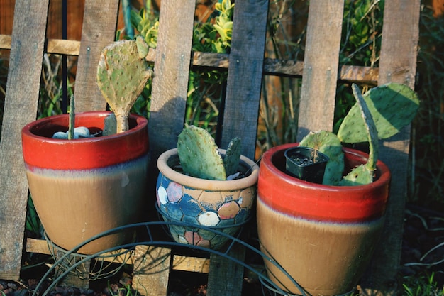 Photo close-up of potted plant