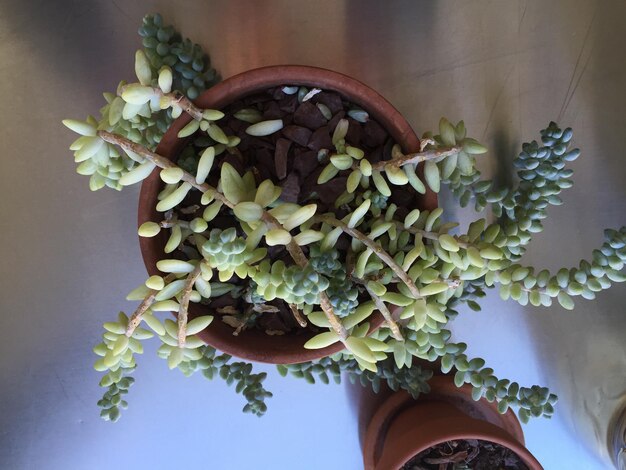 Photo close-up of potted plant