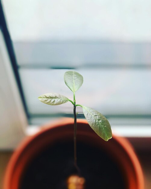 鉢の植物のクローズアップ