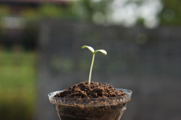 Foto prossimo piano di una pianta in vaso