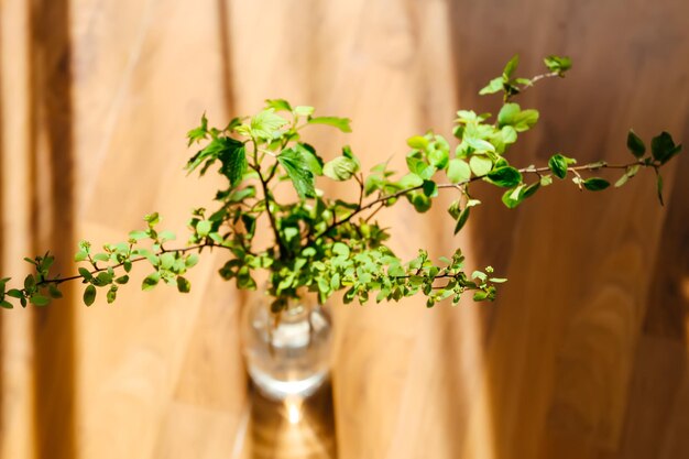 Close-up of potted plant