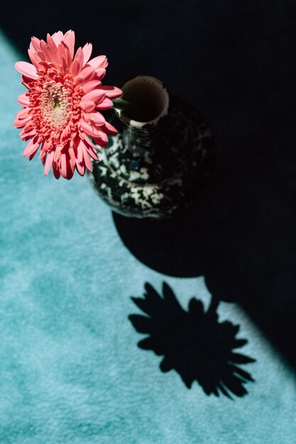 Photo close-up of potted plant