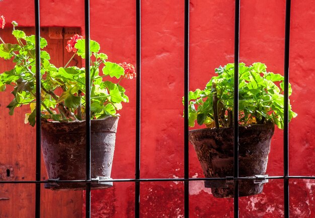 Photo close-up of potted plant