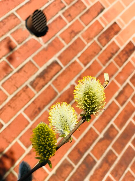 Close-up of potted plant