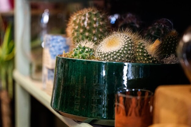 Foto prossimo piano di una pianta in vaso