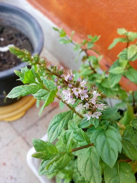 Foto prossimo piano di una pianta in vaso