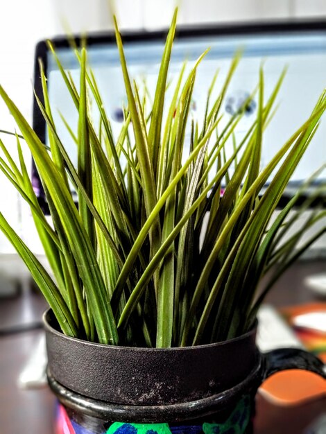 Close-up of potted plant