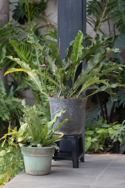 Photo close-up of potted plant