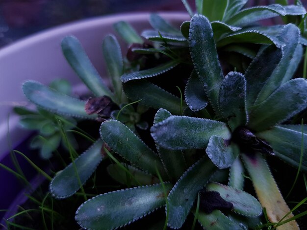 Foto prossimo piano di una pianta in vaso