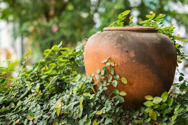 Photo close-up of potted plant