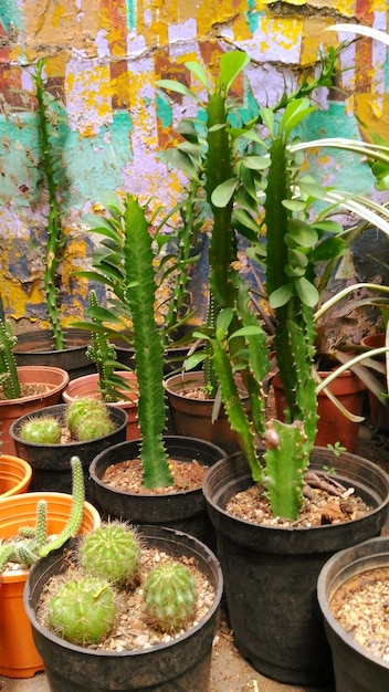 Close-up of potted plants on cactus