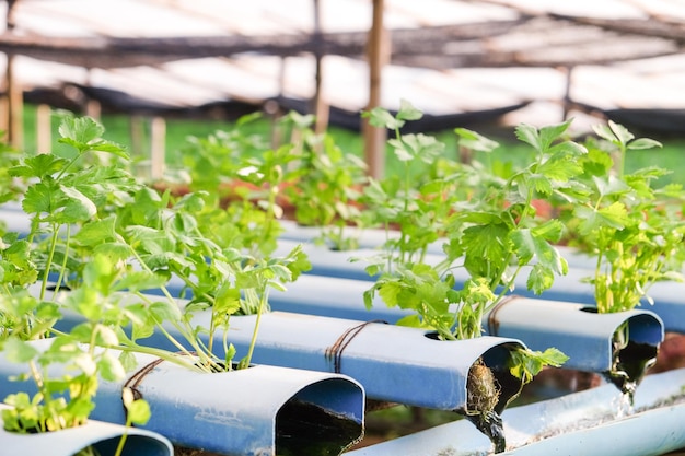 close-up of potted plants in greenhouse