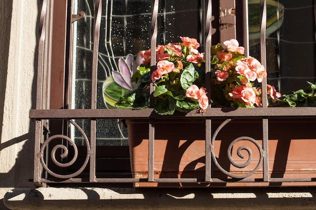 Photo close-up of potted plants in greenhouse