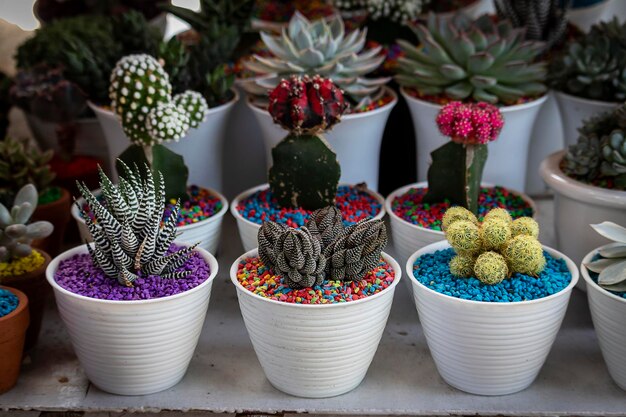 Photo close-up of potted plants at market stall