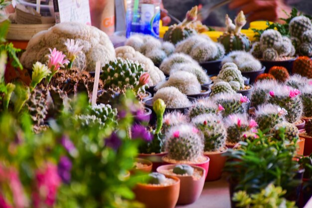Close-up of potted plants at market