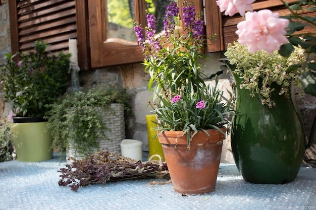 鉢の中の鉢の植物のクローズアップ