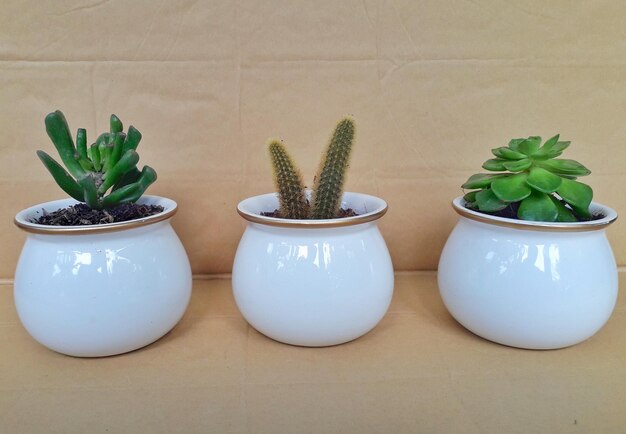 Photo close-up of potted plants on table