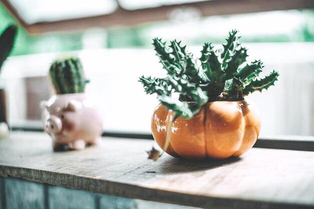 Photo close-up of potted plants on table