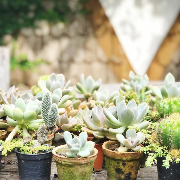 Photo close-up of potted plants on table