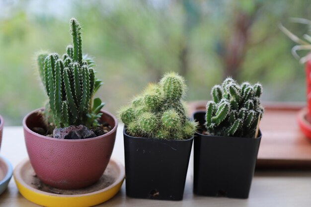 Close-up of potted plants on table