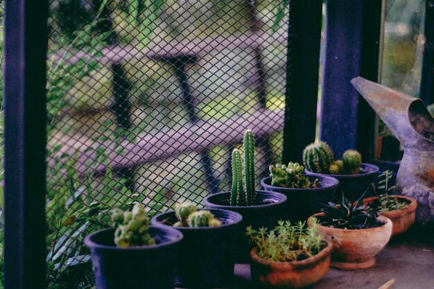 テーブルの上の鉢植えの植物のクローズアップ