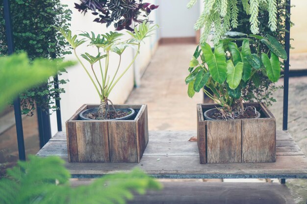 Photo close-up of potted plants in yard