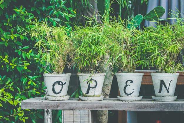 Close-up of potted plants in yard